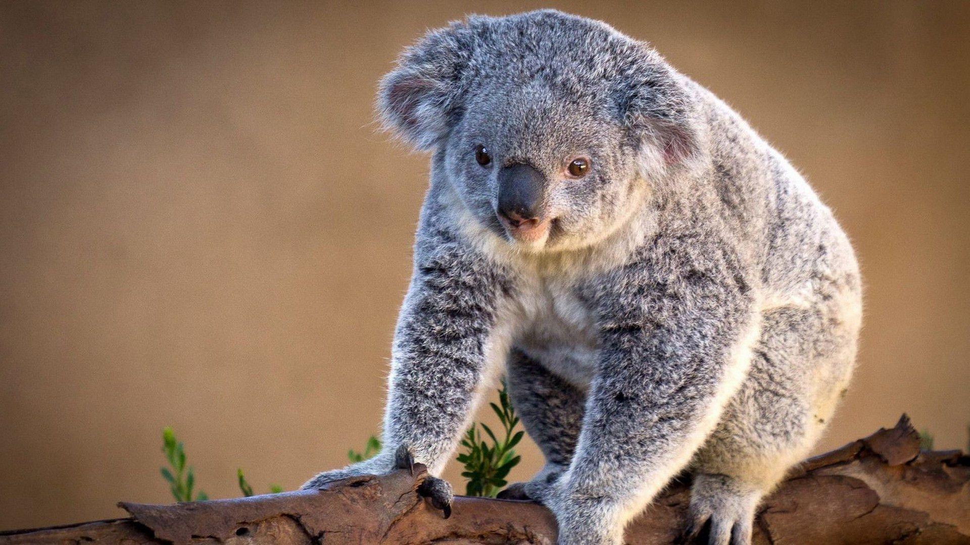 Koala Bear Wallpapers Wallpaper Cave