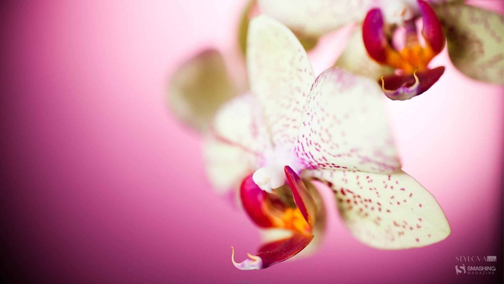 White Orchid Wallpapers Wallpaper Cave