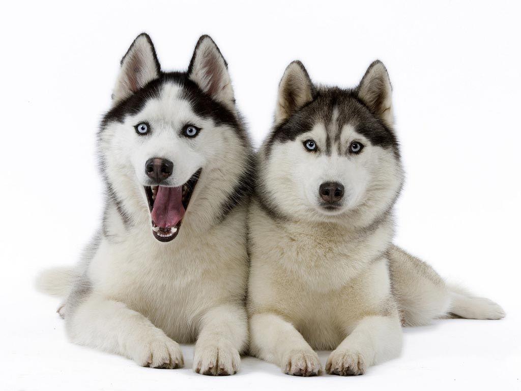 Siberian Husky Wallpapers Wallpaper Cave