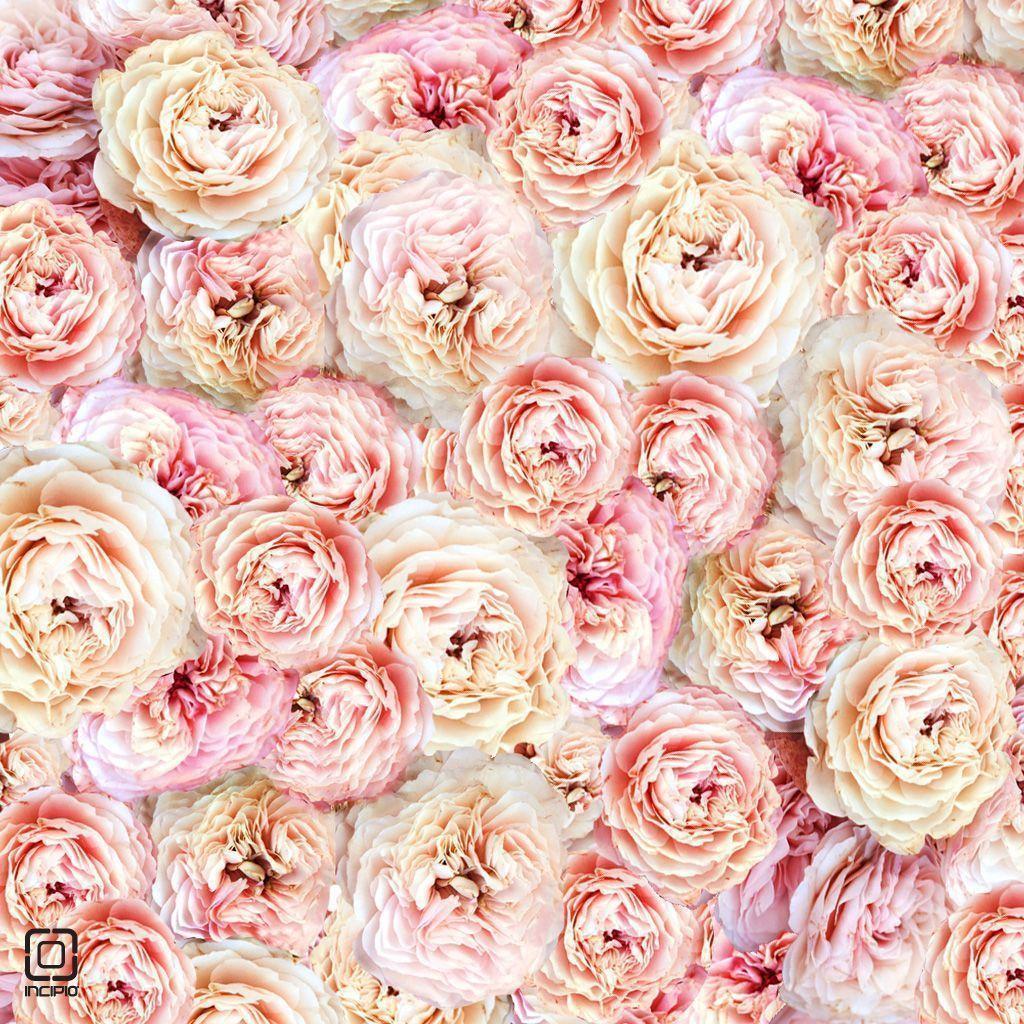 Peonies Wallpapers Wallpaper Cave