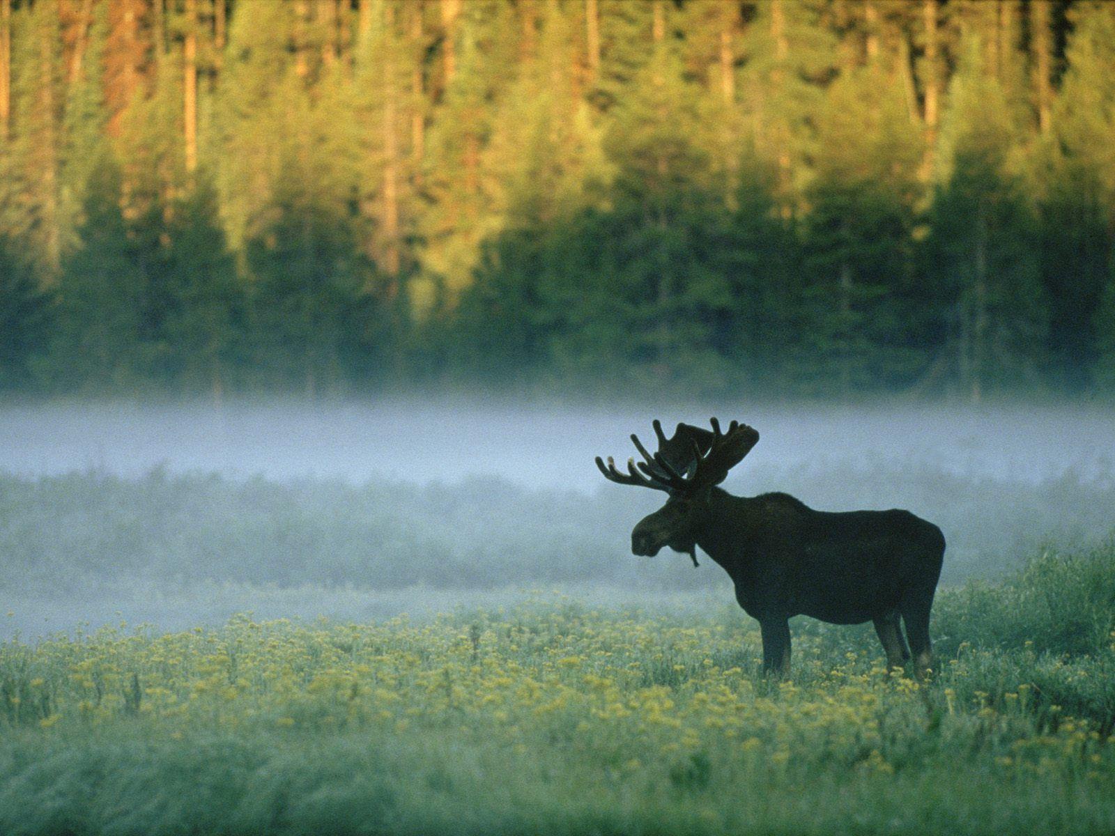 Moose Wallpapers Wallpaper Cave