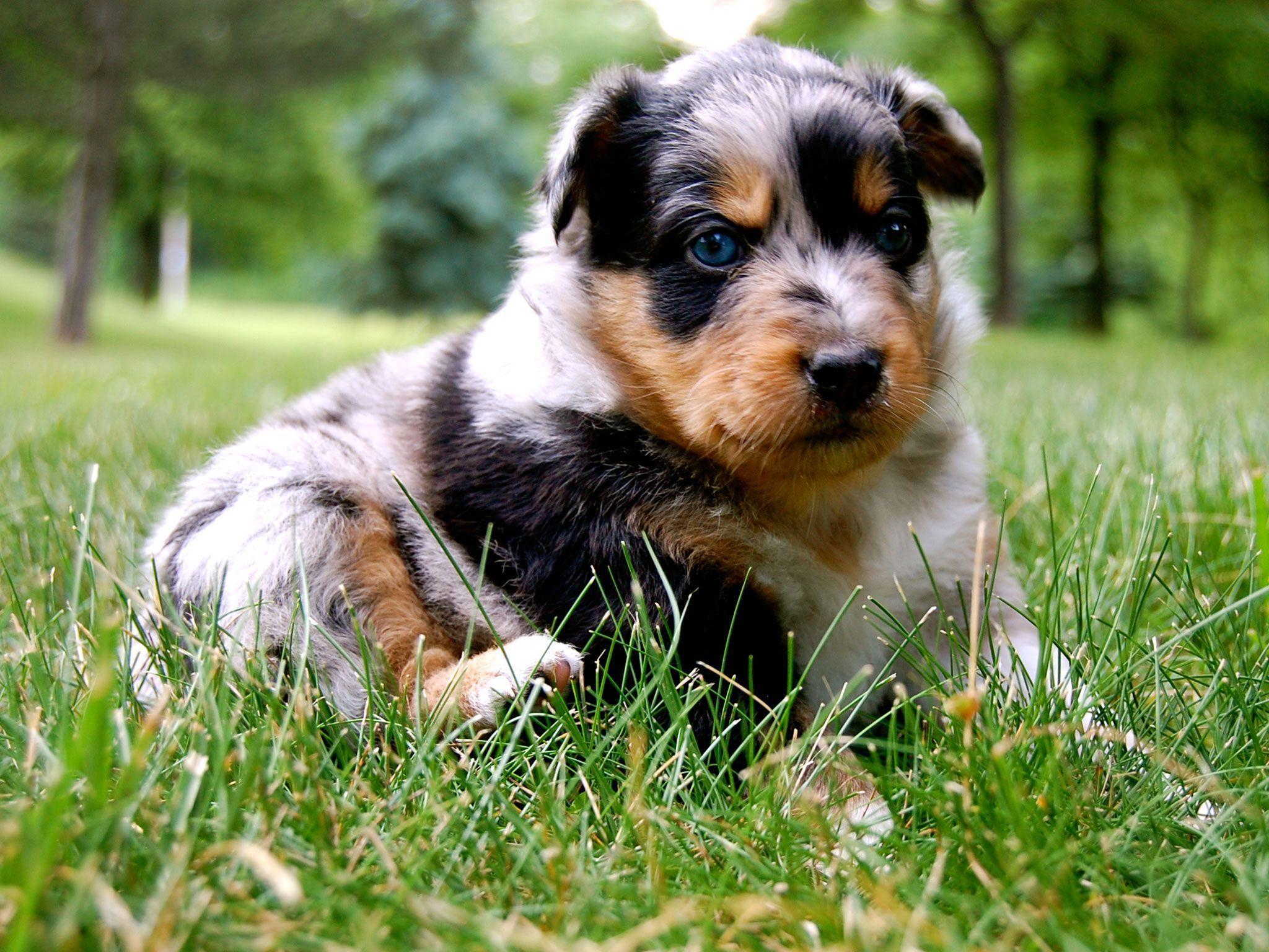 Australian Shepherd Wallpapers Wallpaper Cave