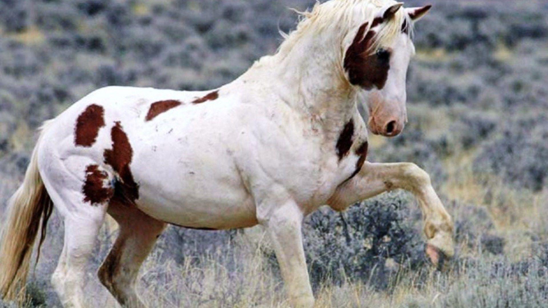 Paint Horse Wallpapers Wallpaper Cave