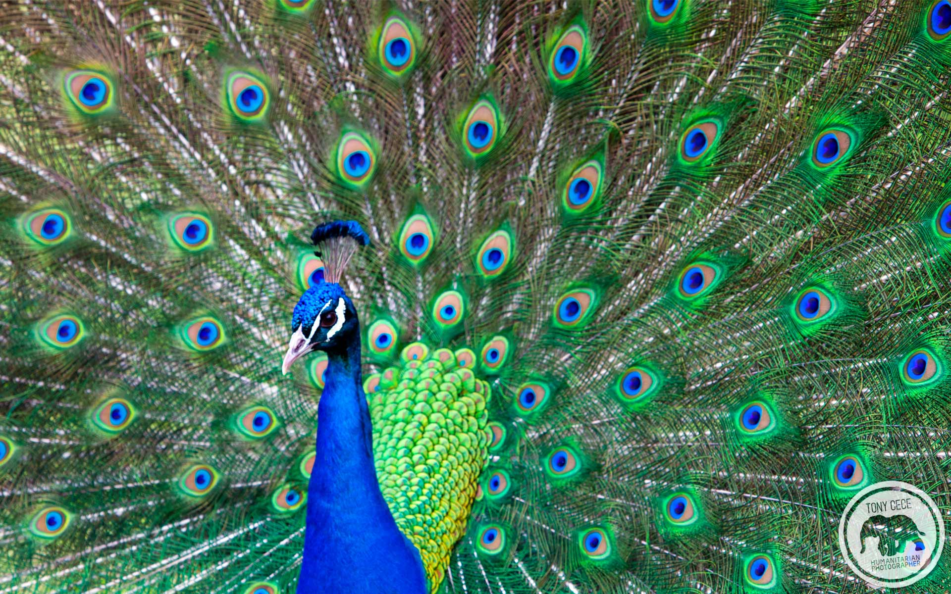Peacock Wallpapers Wallpaper Cave