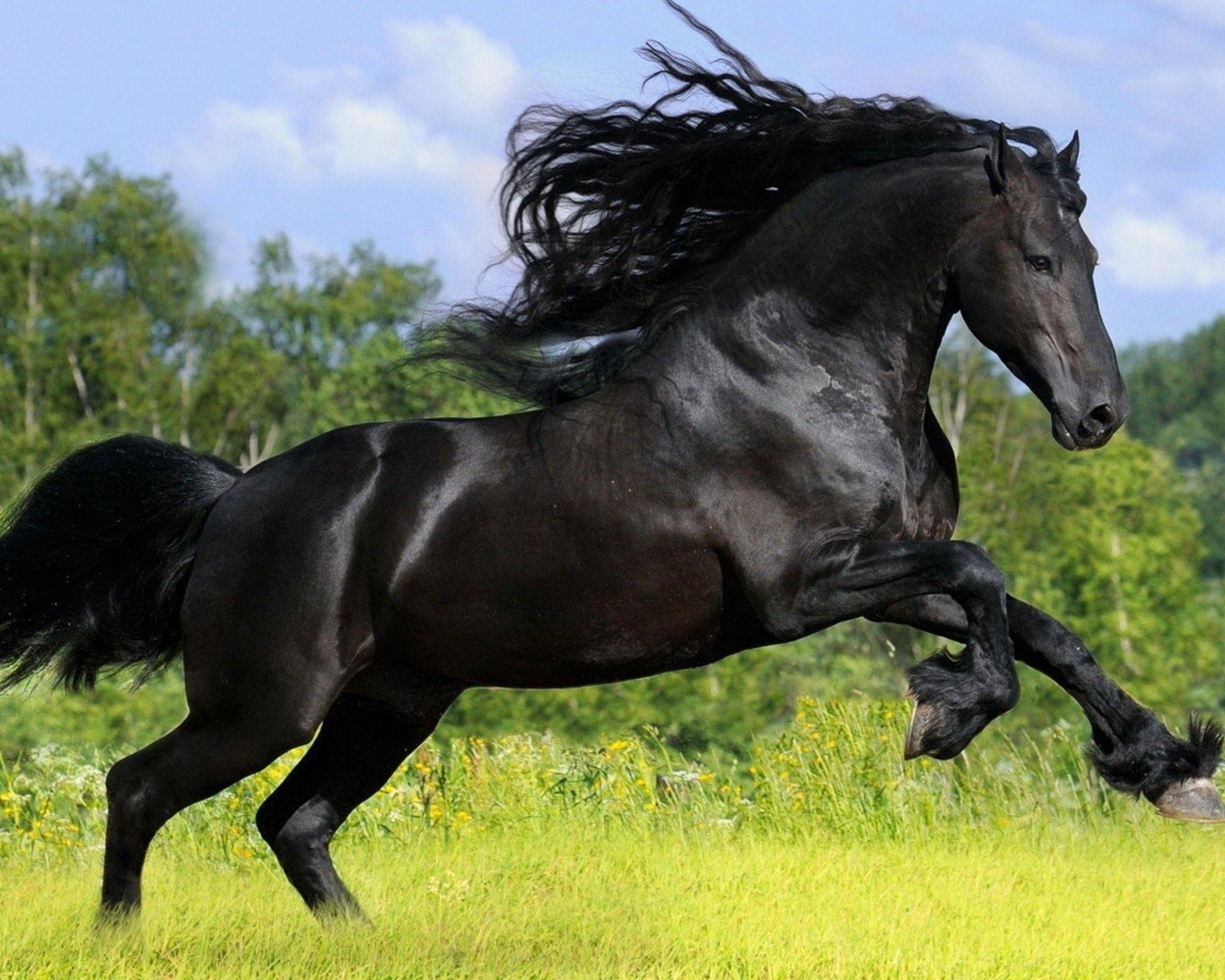 Arabian Horse Wallpapers Wallpaper Cave