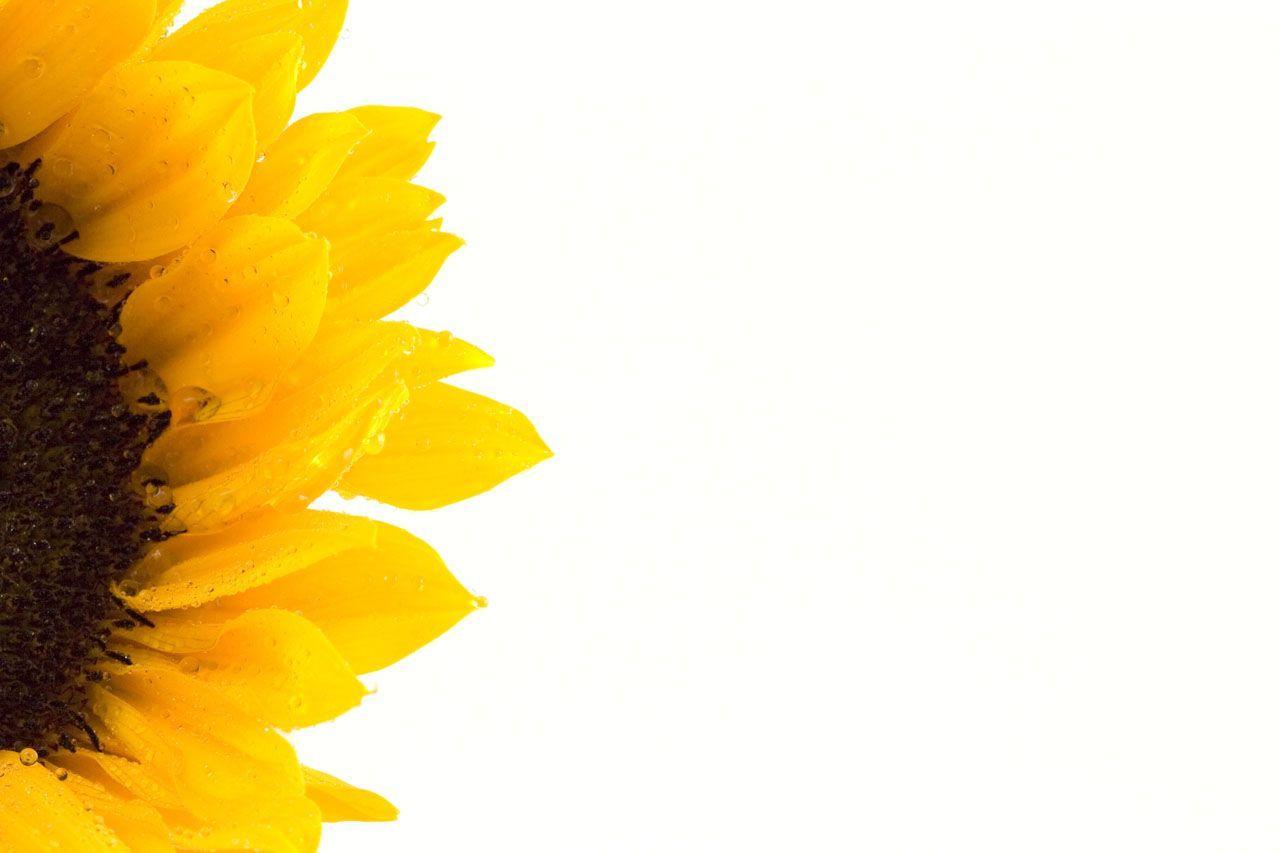Sunflower Backgrounds Wallpaper Cave