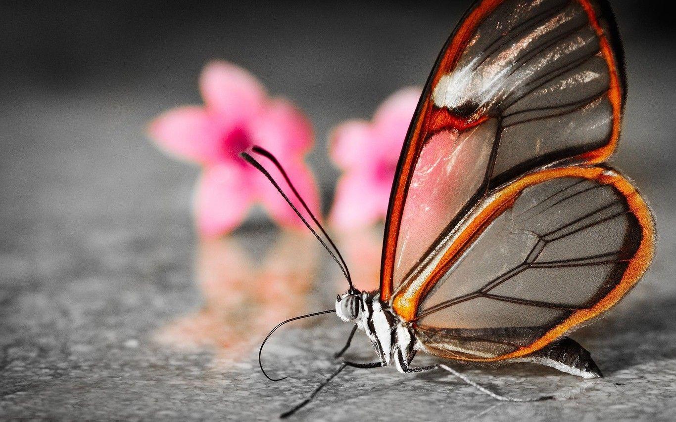 Butterfly Wallpapers HD Wallpaper Cave