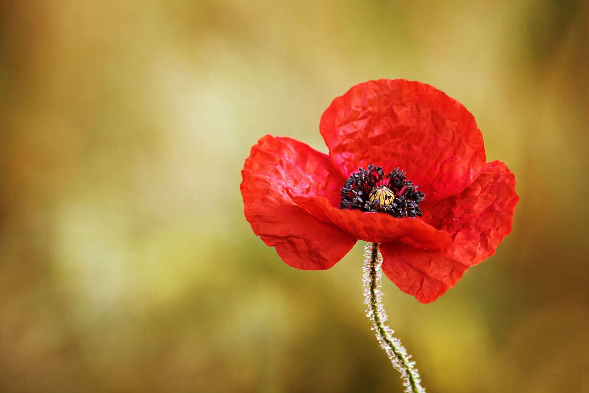 Wallpapers Poppies Wallpaper Cave