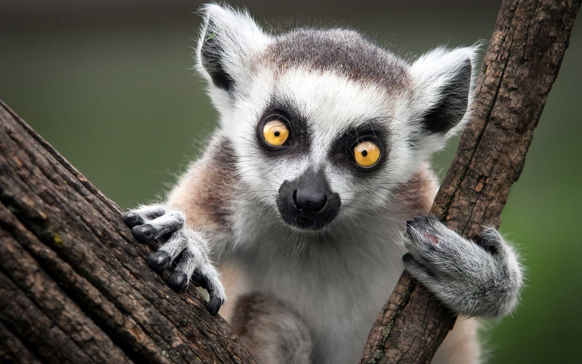 Lemur Wallpapers Wallpaper Cave
