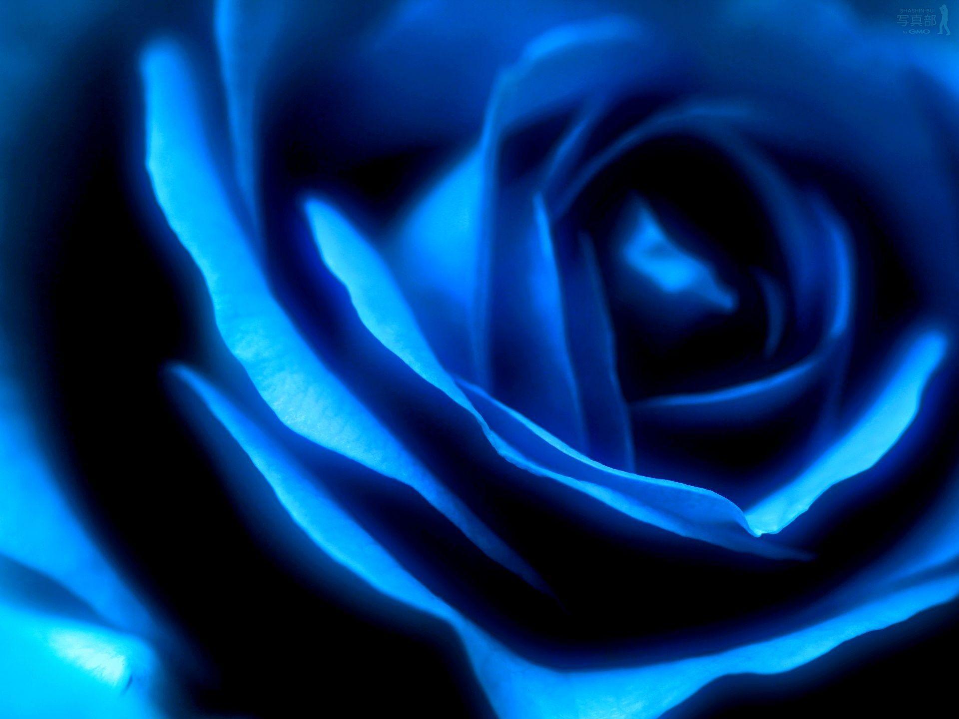 Blue Rose Wallpapers Wallpaper Cave