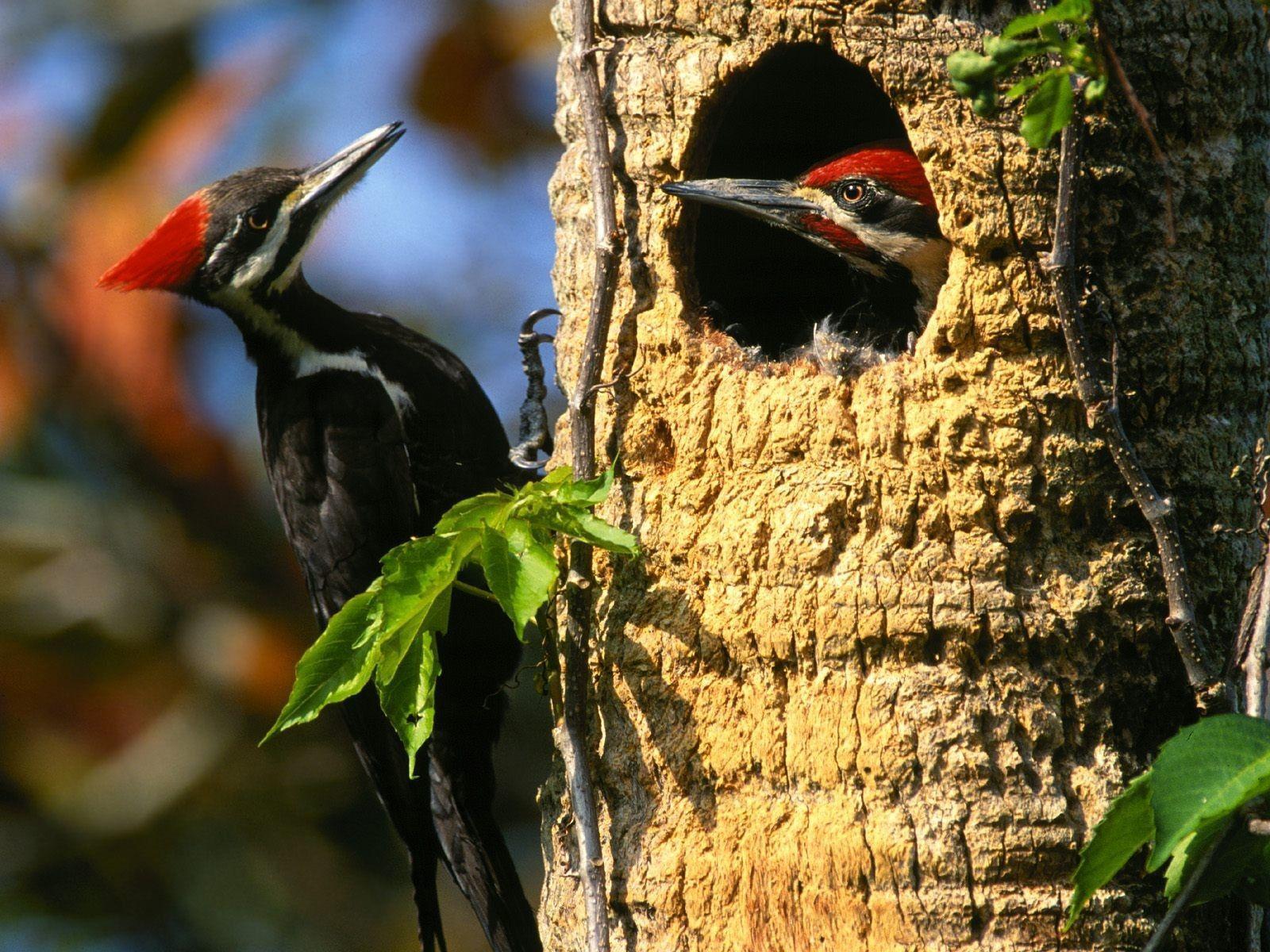 Woodpecker Wallpapers Wallpaper Cave