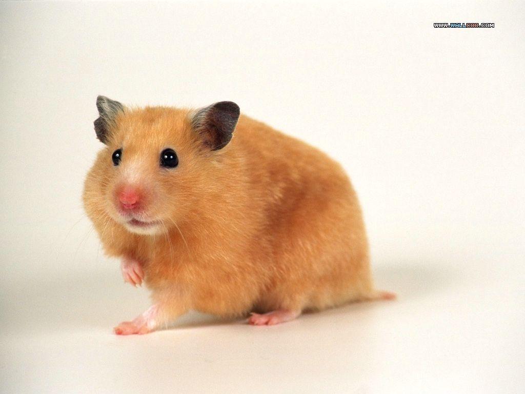 Cute Hamster Wallpapers Wallpaper Cave