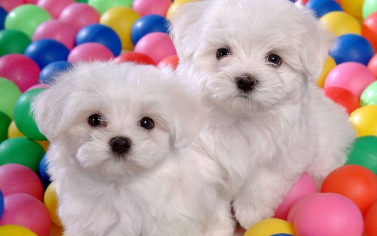 Cute Dogs And Puppies Wallpapers Wallpaper Cave