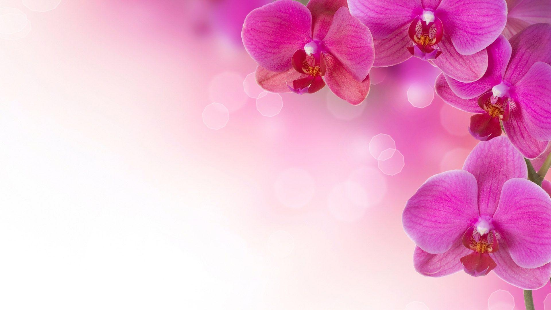 Pink Flowers Wallpapers Wallpaper Cave
