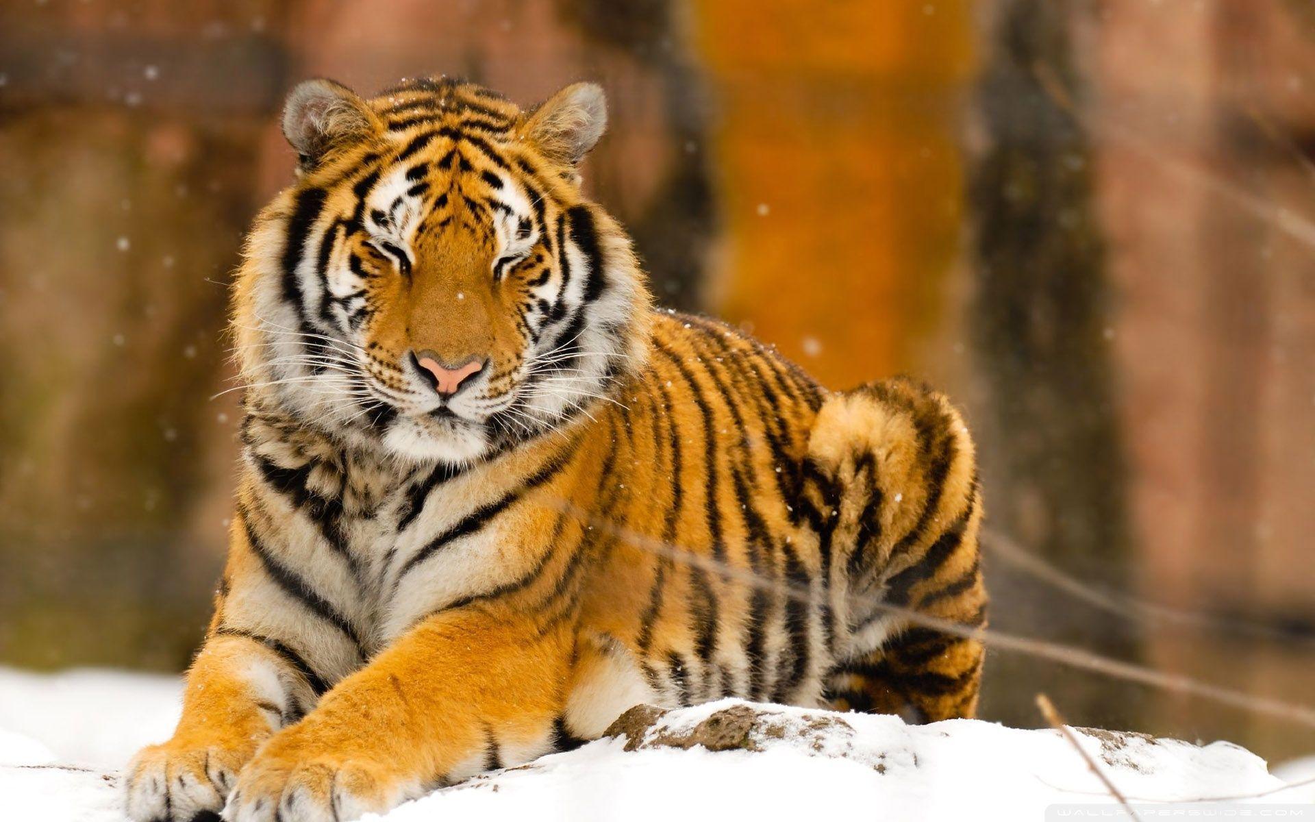 Siberian Tiger Wallpapers Wallpaper Cave