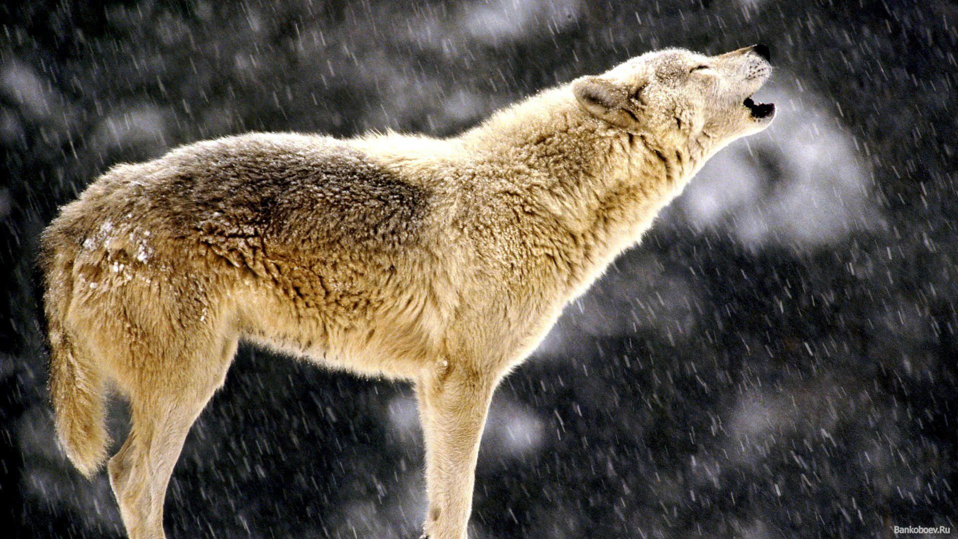 Wolf Howling Wallpapers Wallpaper Cave