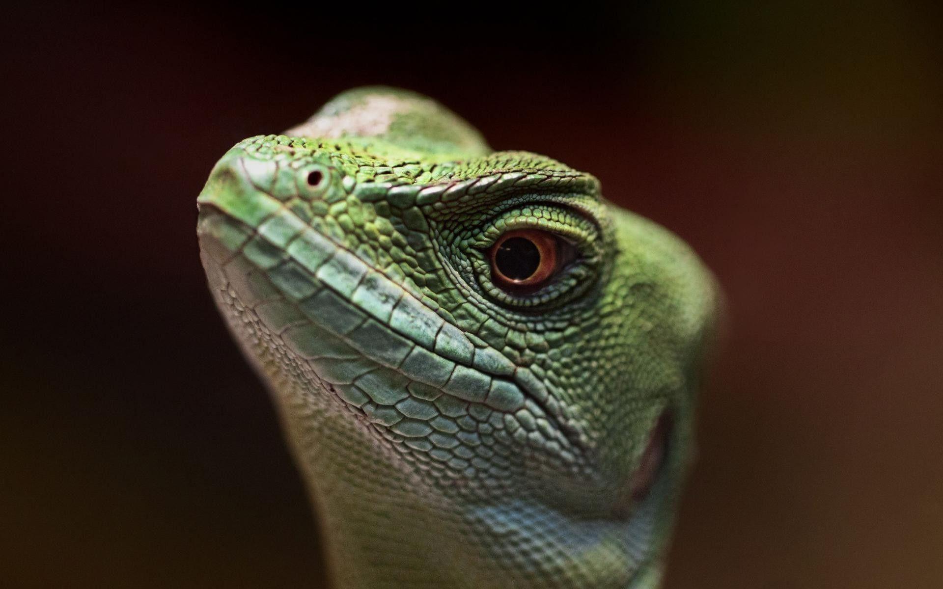 Lizard Wallpapers Wallpaper Cave