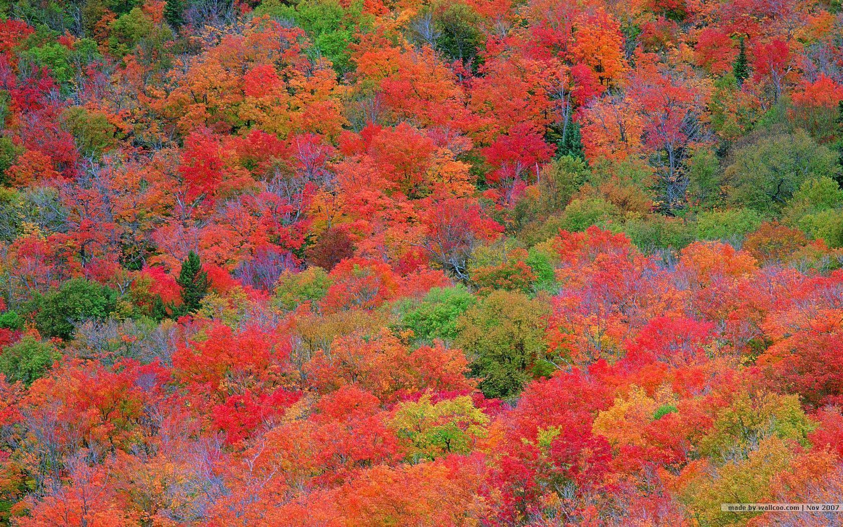 Fall Colors Wallpaper Backgrounds Wallpaper Cave