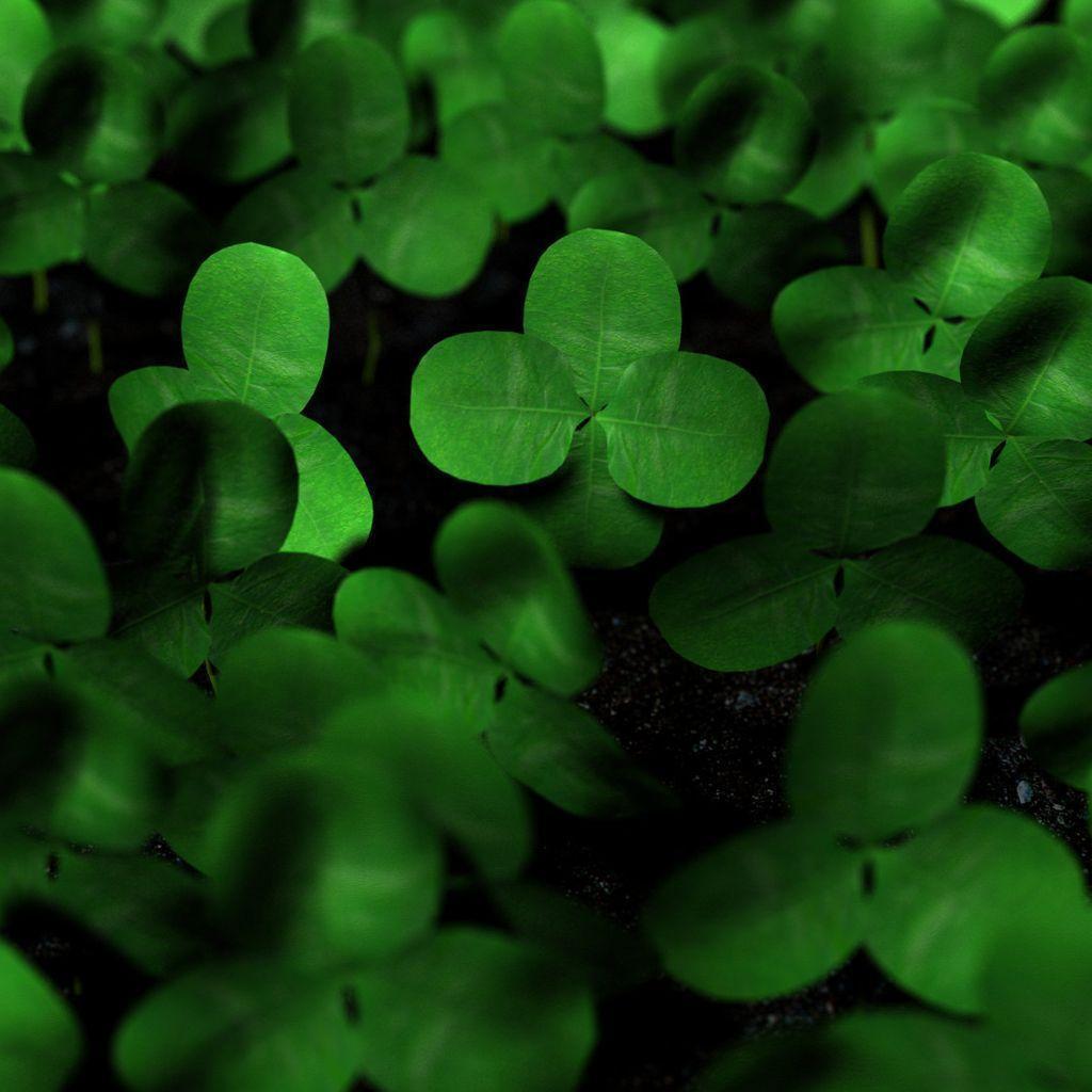 Four Leaf Clover Wallpapers Wallpaper Cave