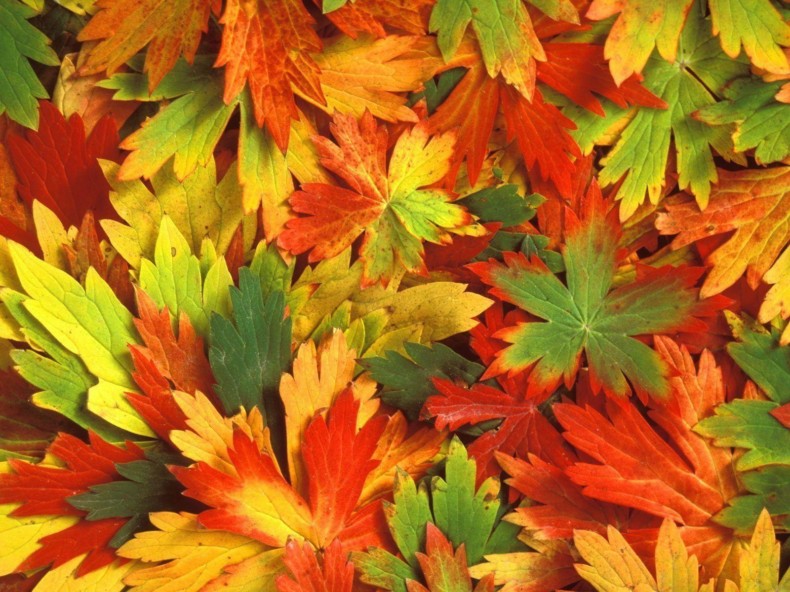 Fall Foliage Wallpapers For Desktop Wallpaper Cave