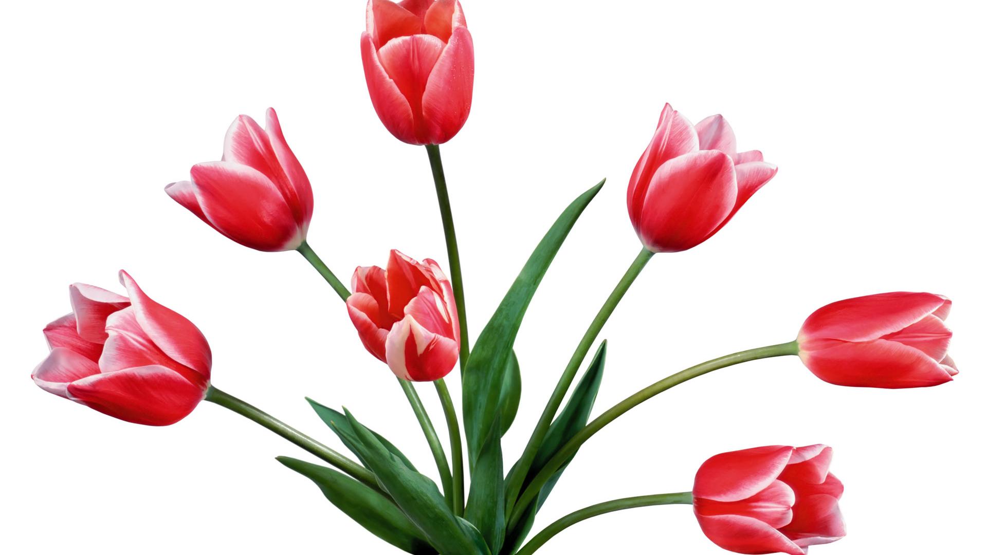 Tulip Flowers Wallpapers Wallpaper Cave