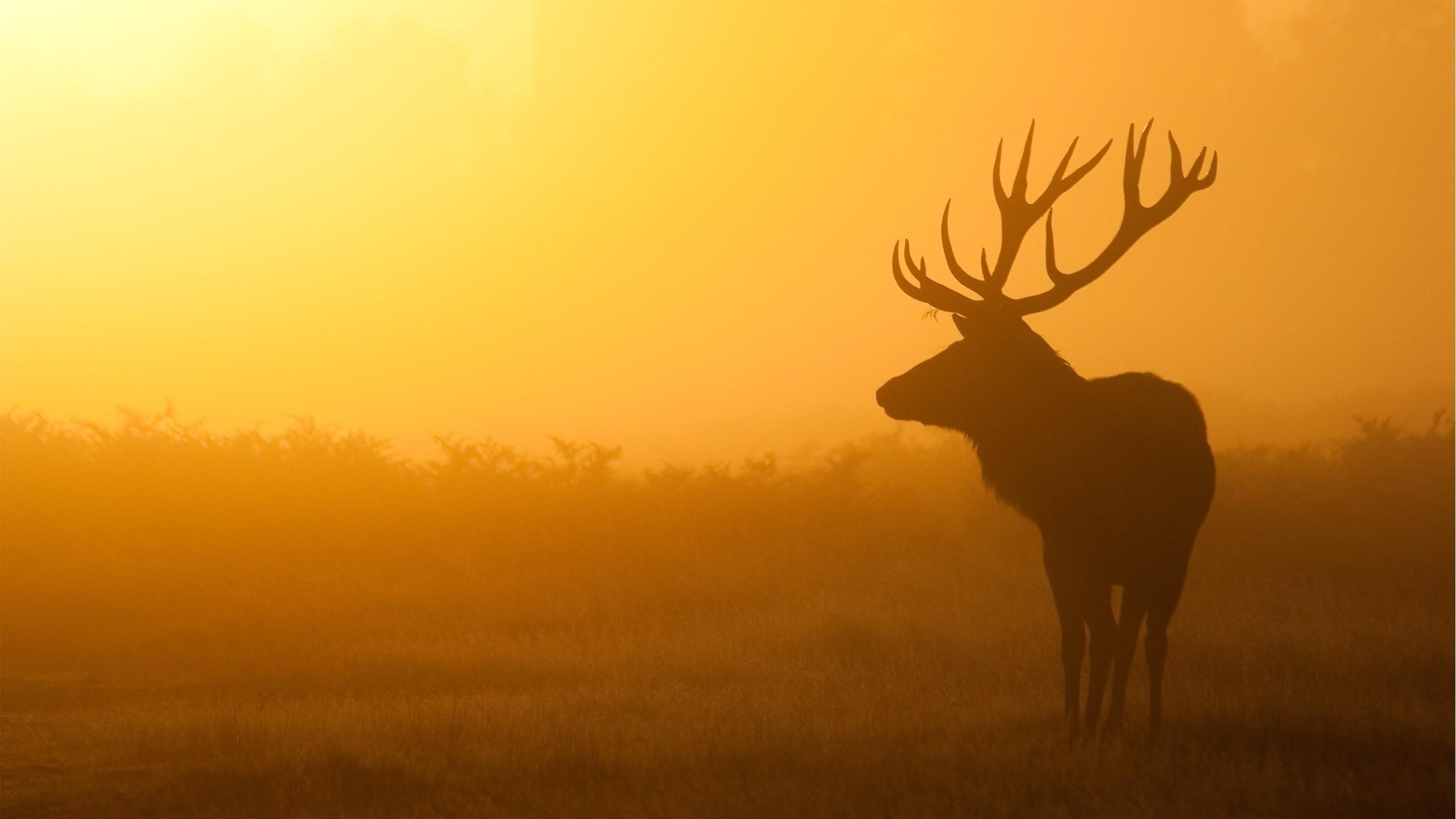Deer Desktop Wallpapers Wallpaper Cave