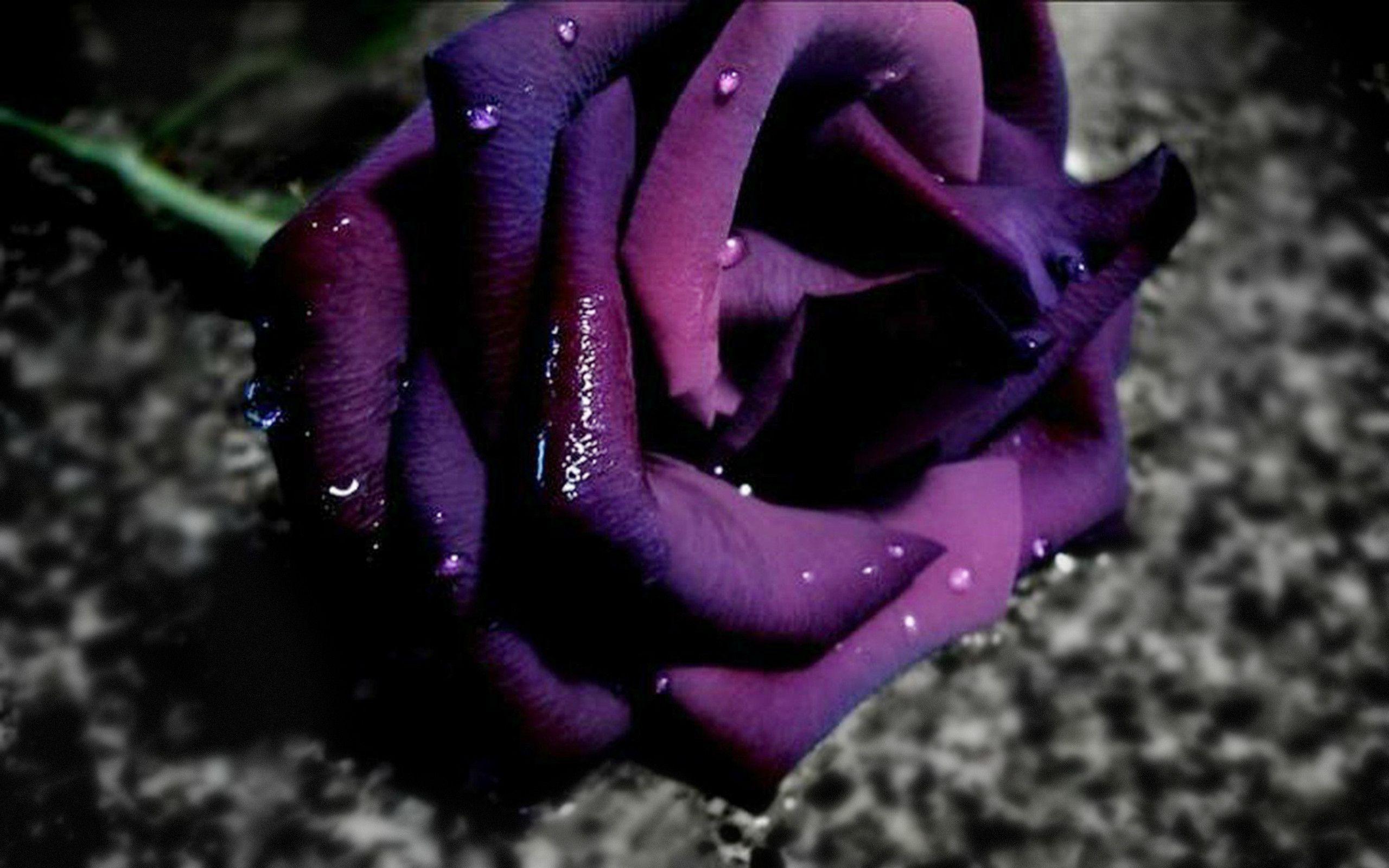Purple Roses Wallpapers Wallpaper Cave