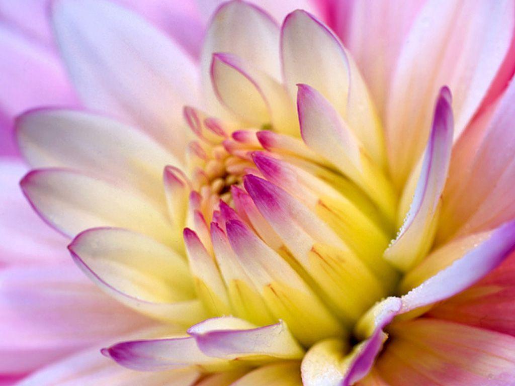 Pretty Flower Backgrounds Wallpaper Cave