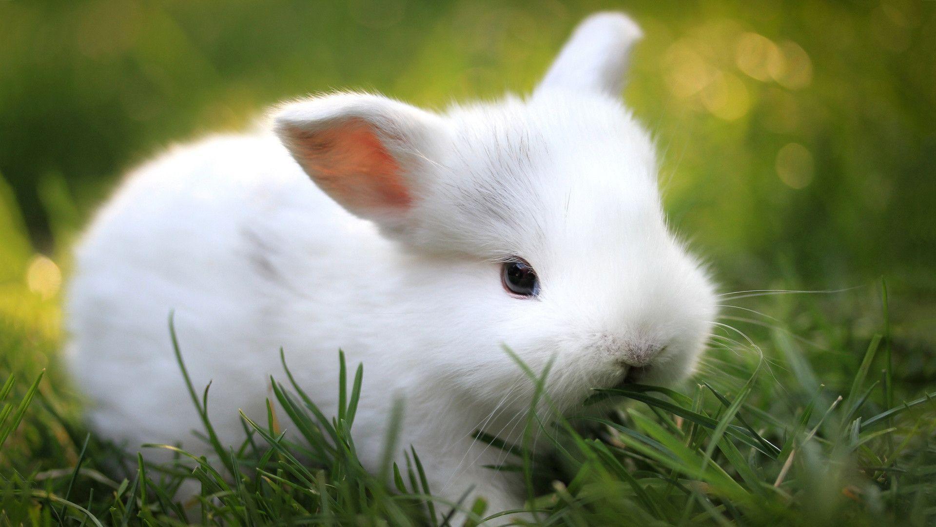 Baby Bunny Wallpapers Wallpaper Cave