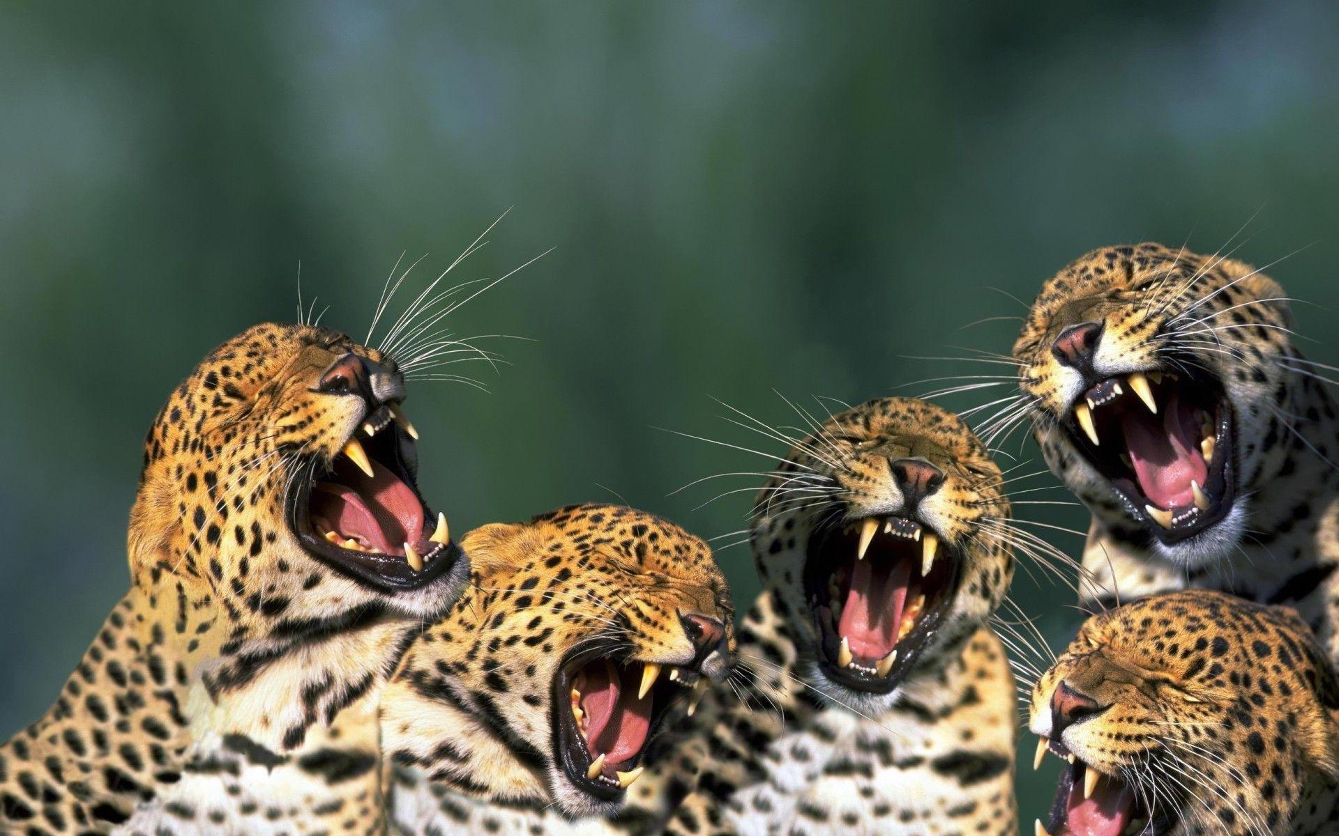 Wild Cats Wallpapers Wallpaper Cave