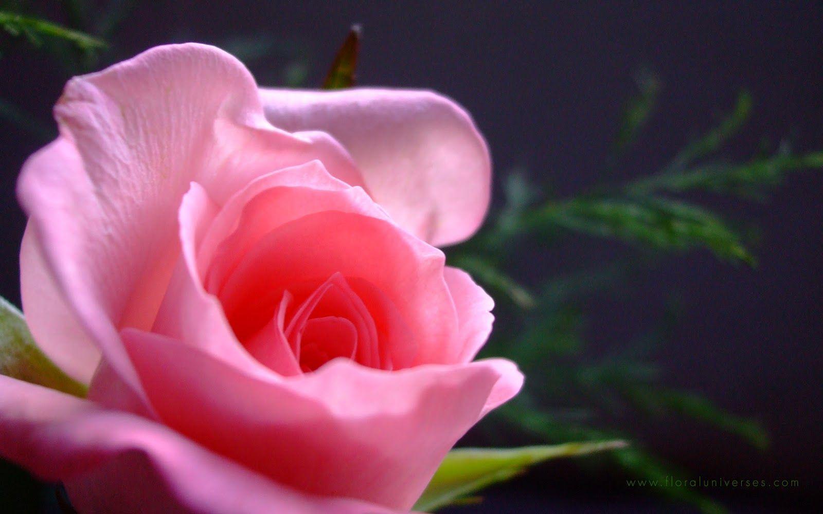Pink Rose Wallpapers Wallpaper Cave