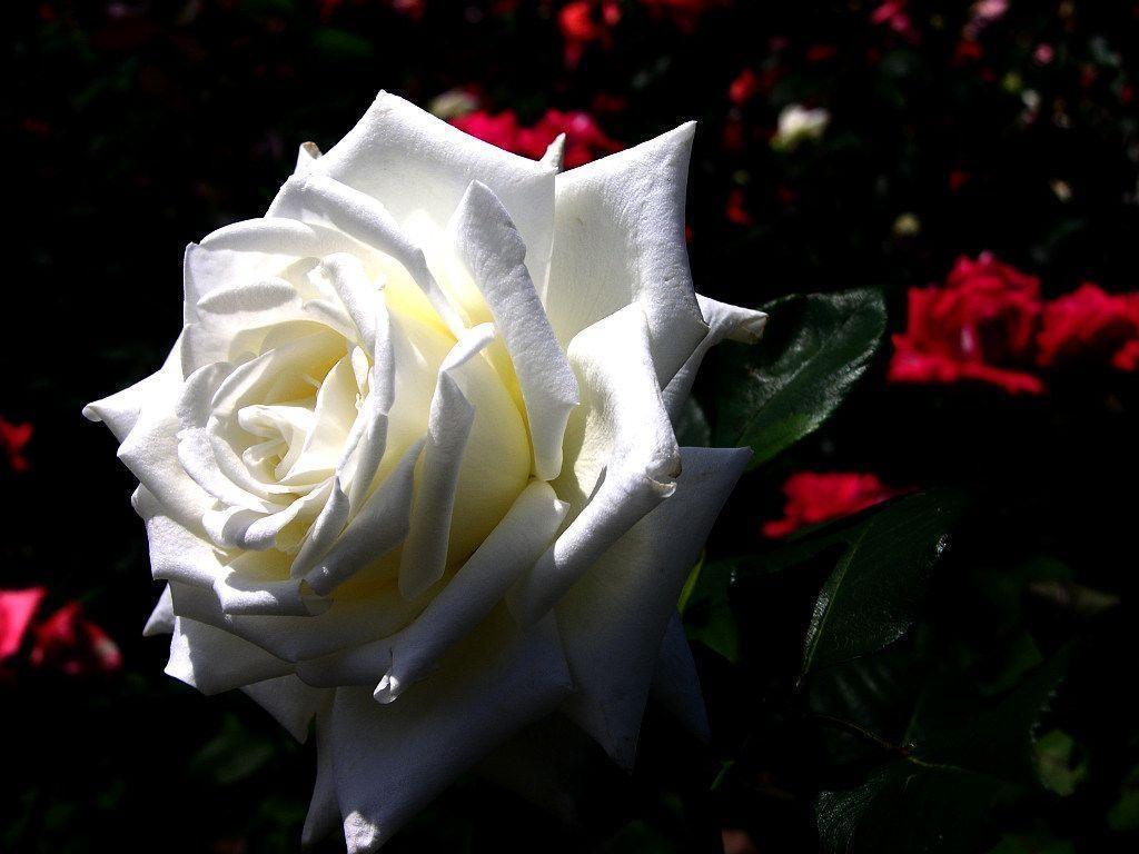 White Rose Wallpapers Wallpaper Cave