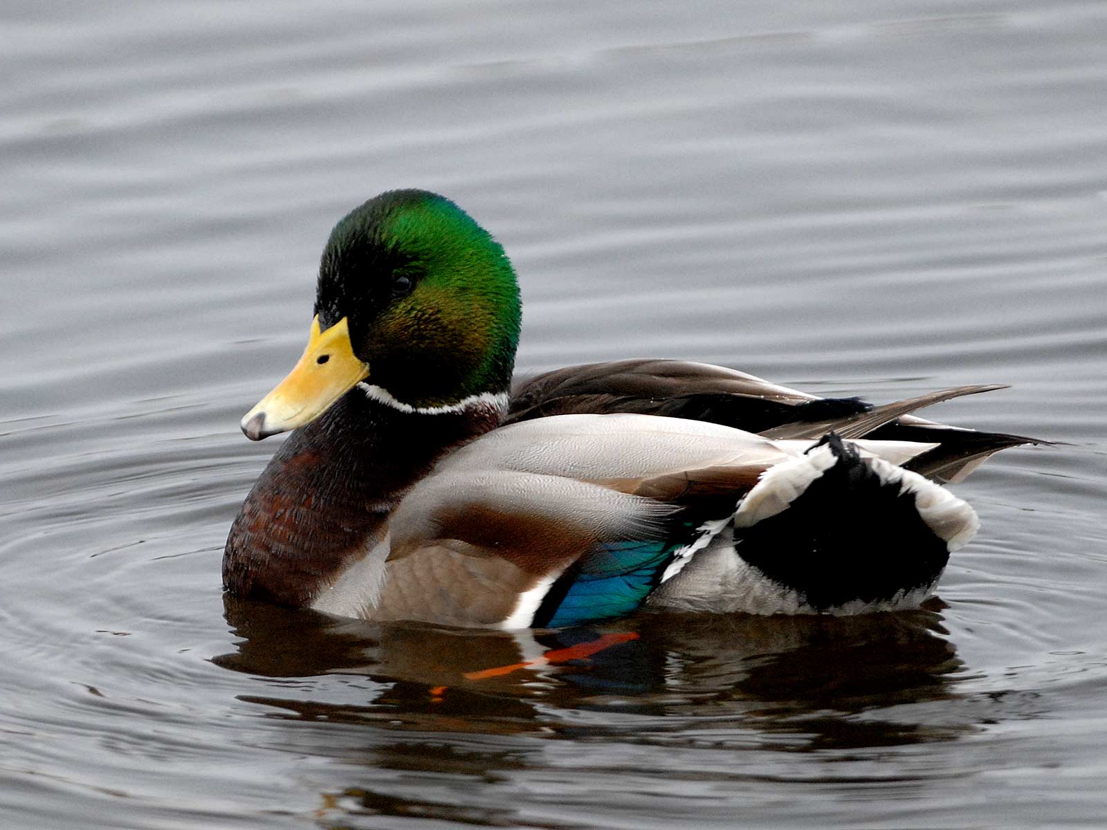 Mallard Duck Wallpapers Wallpaper Cave