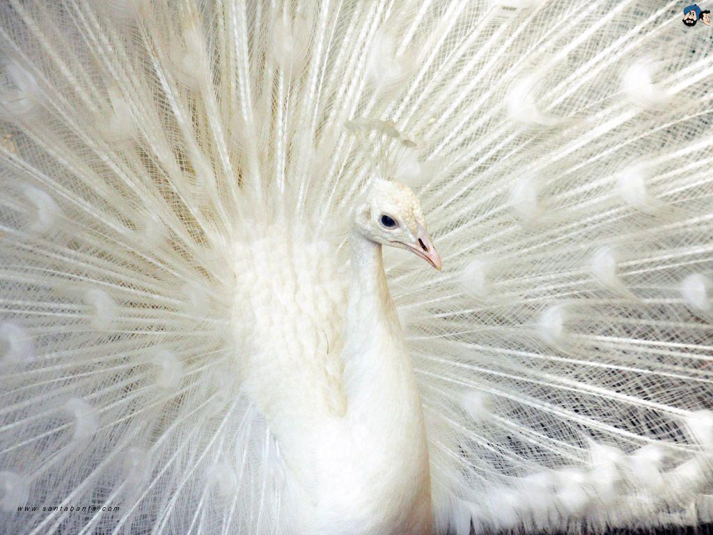 White Peacock Wallpapers Wallpaper Cave