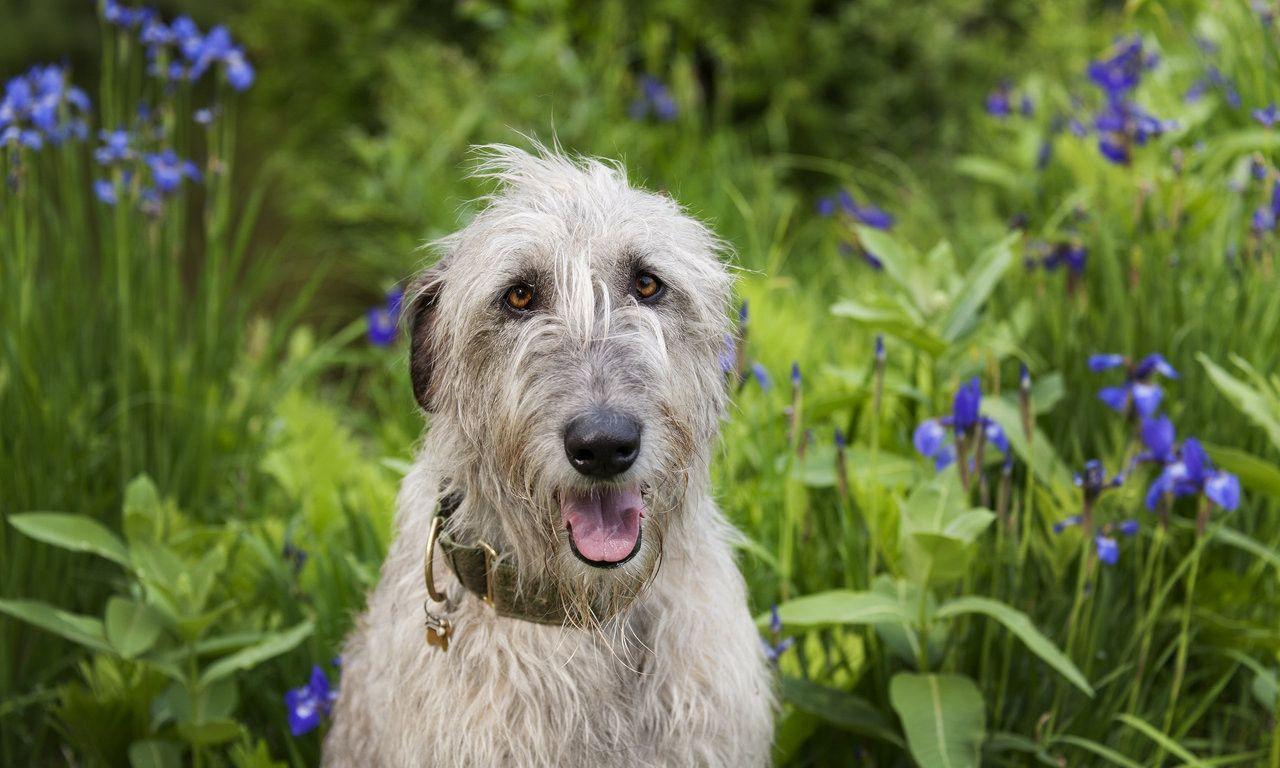 Irish Wolfhound Wallpapers Wallpaper Cave
