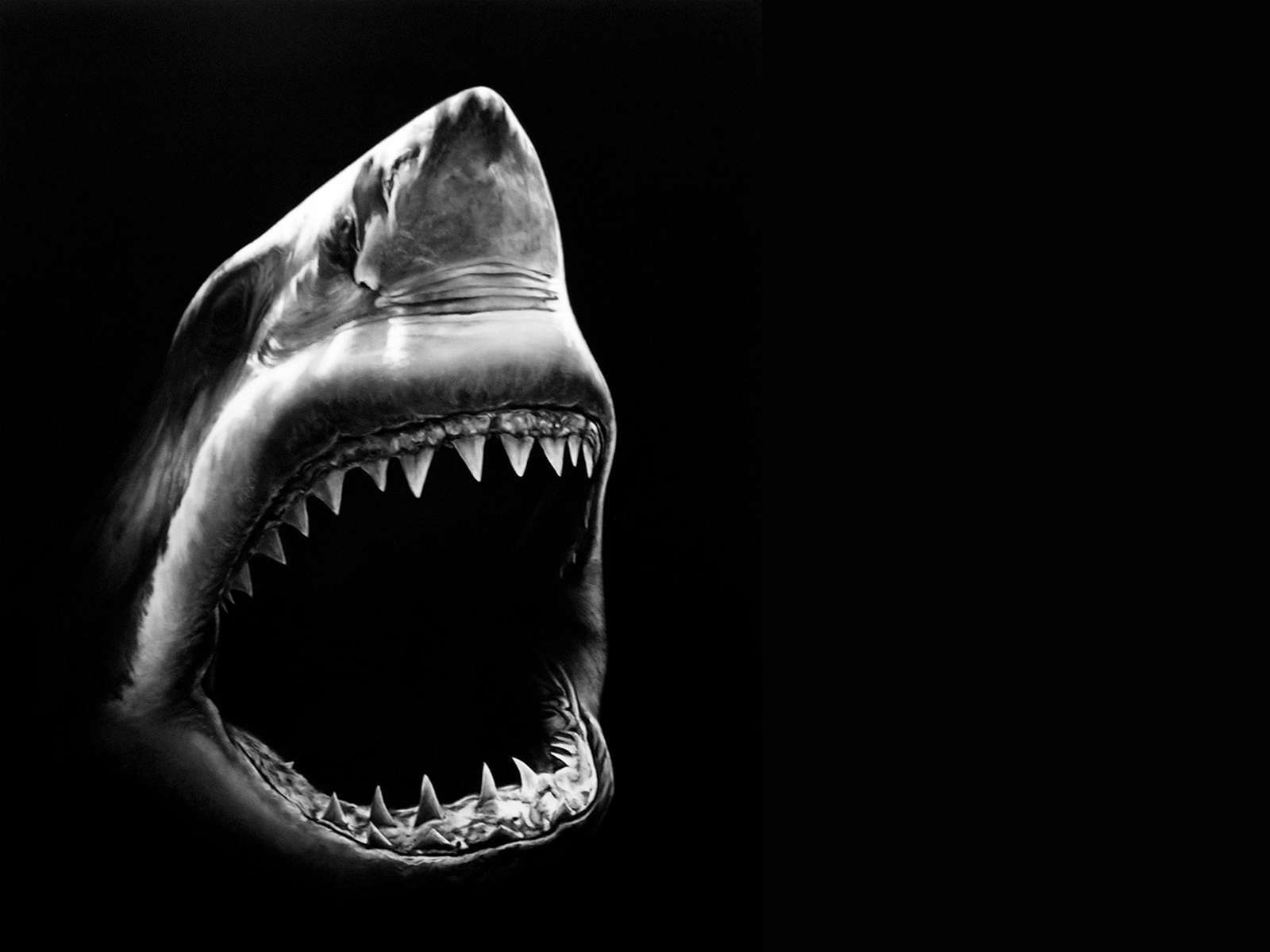 53+ Wallpaper Black Shark Bergerak