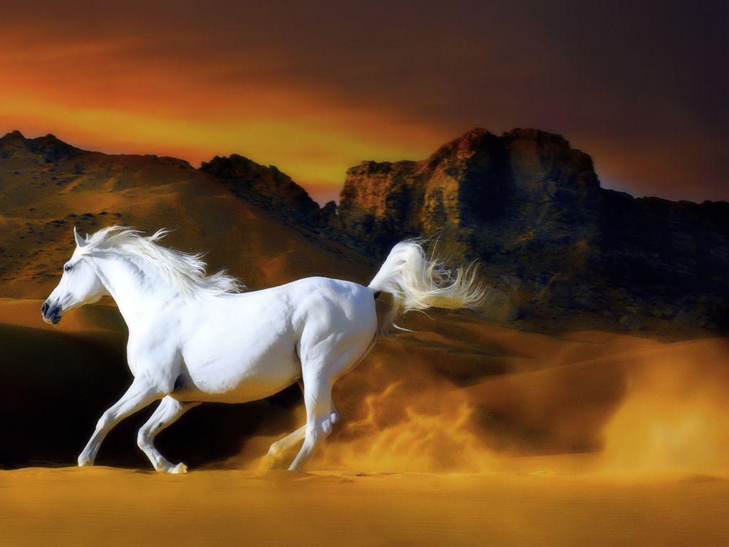 Free Horse Screensavers And Wallpapers Wallpaper Cave