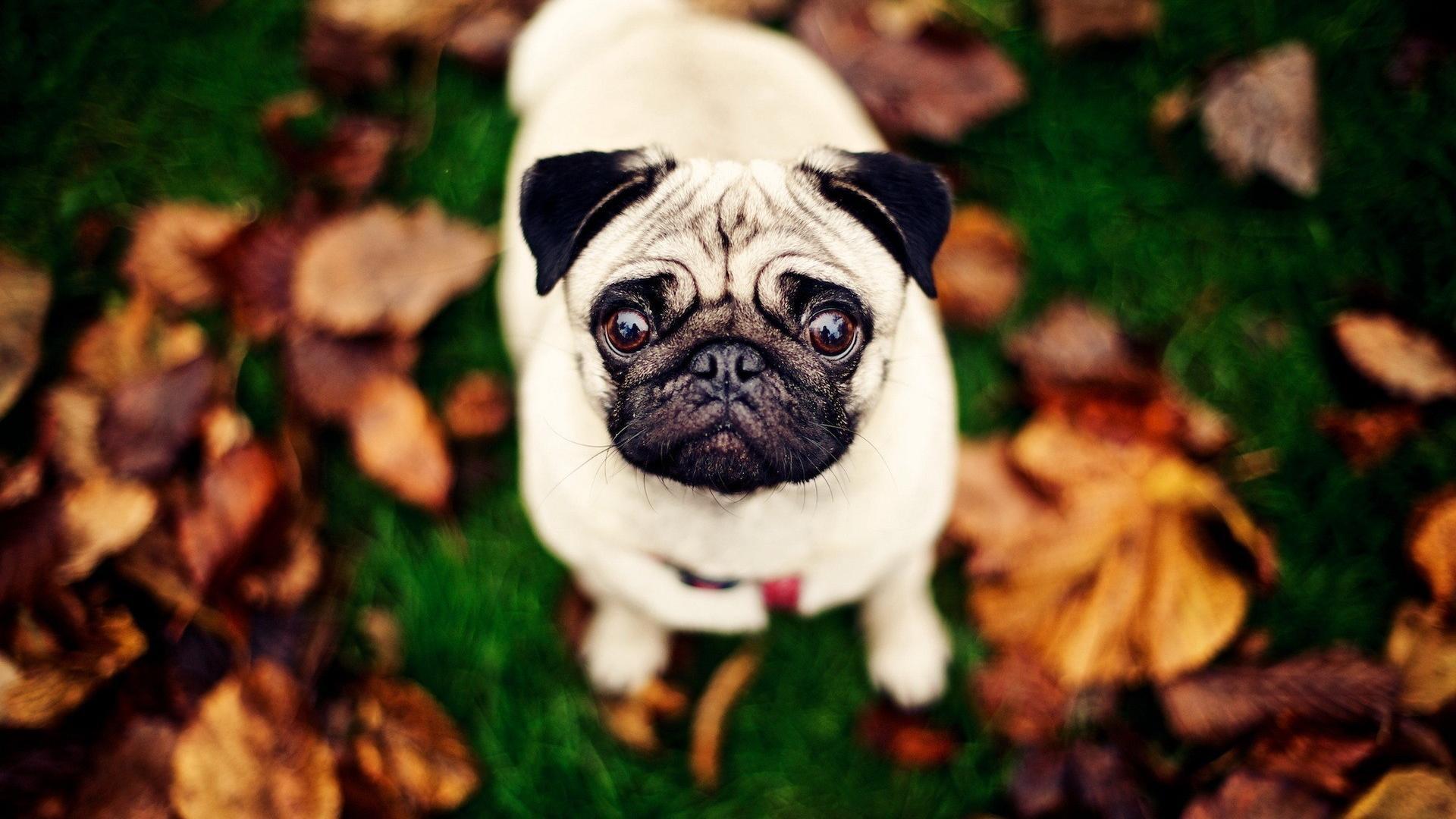 Cute Pug Wallpapers Wallpaper Cave