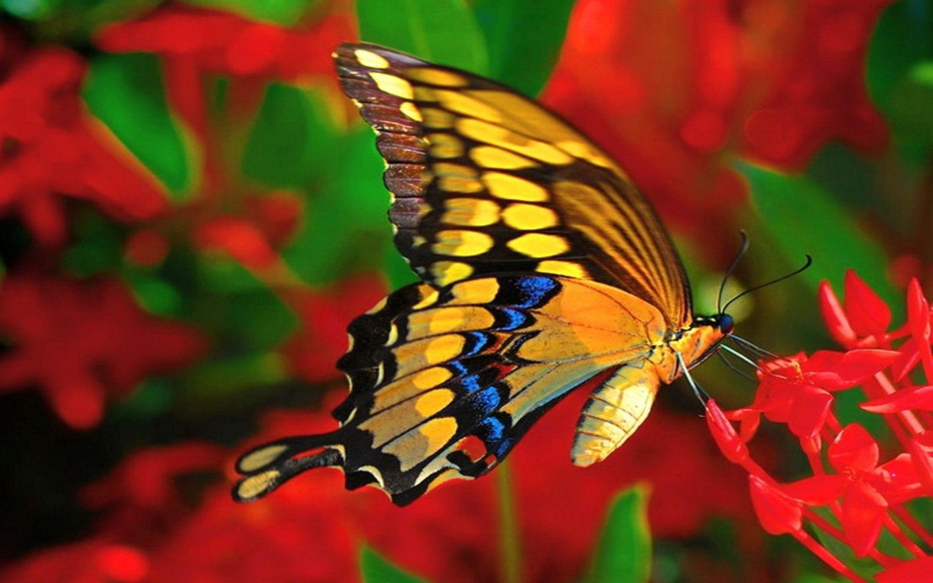 Pretty Butterfly Wallpapers Wallpaper Cave