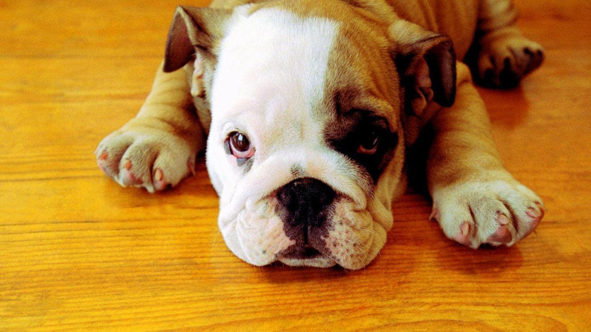 English Bulldog Wallpapers Wallpaper Cave
