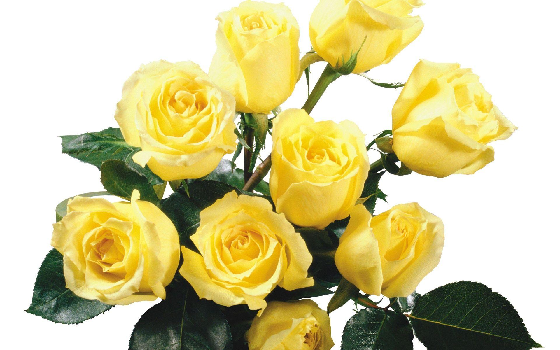 Yellow Roses Wallpapers Wallpaper Cave