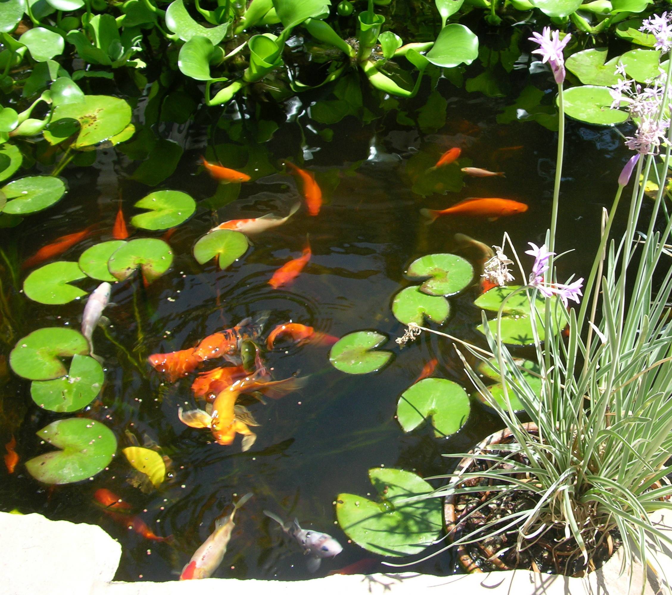 Koi Pond Wallpapers Wallpaper Cave