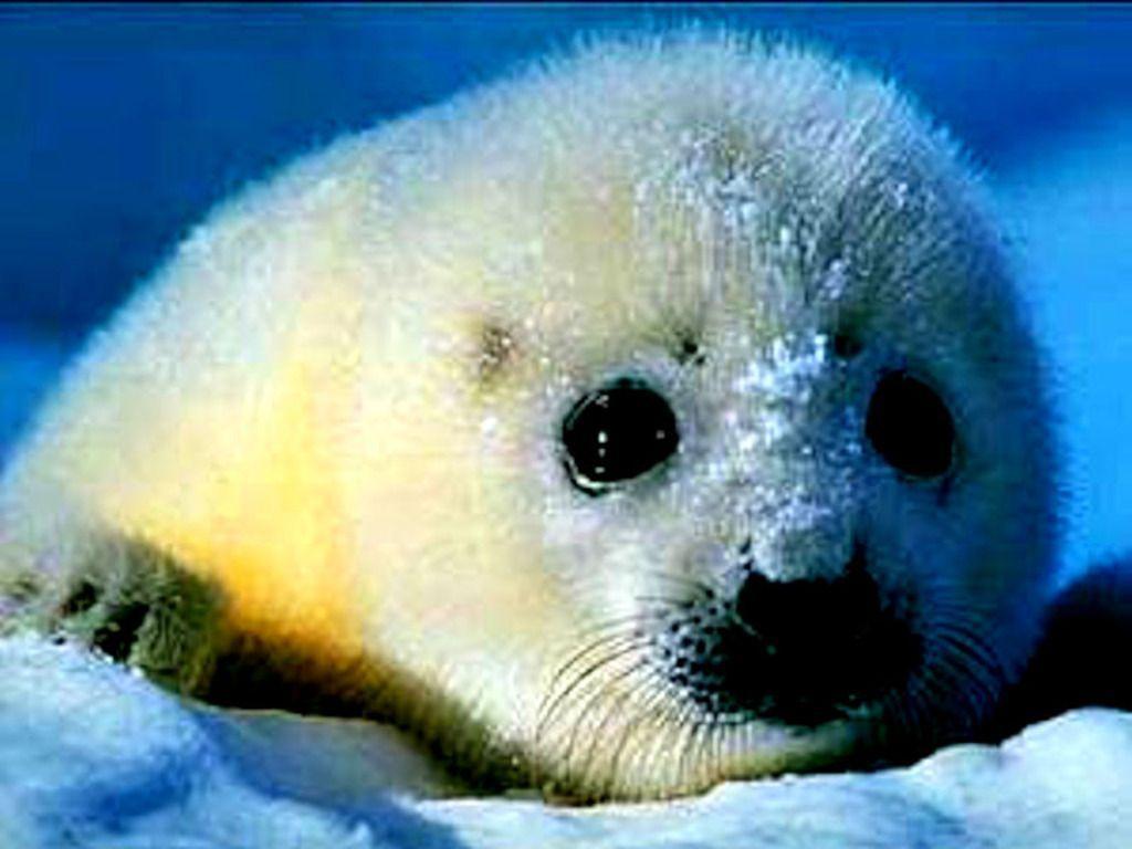 Baby Seal Wallpapers Wallpaper Cave