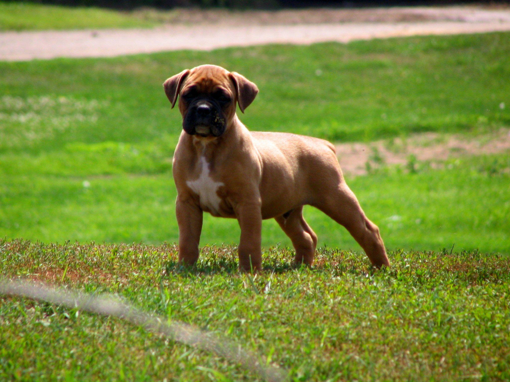 Boxer Dog Wallpapers Wallpaper Cave