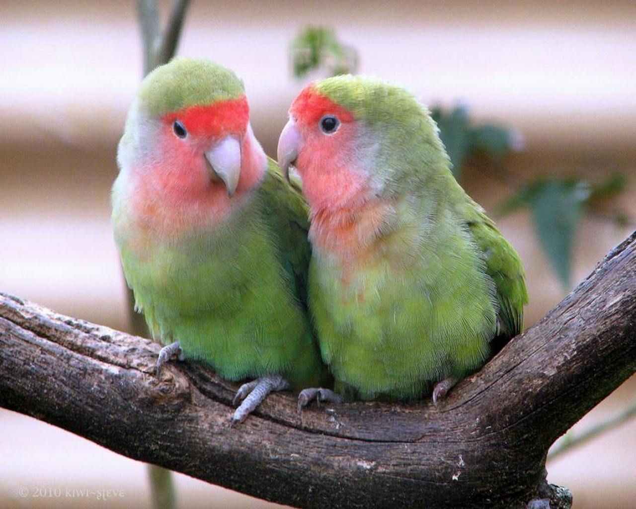 Love Birds Wallpapers Wallpaper Cave
