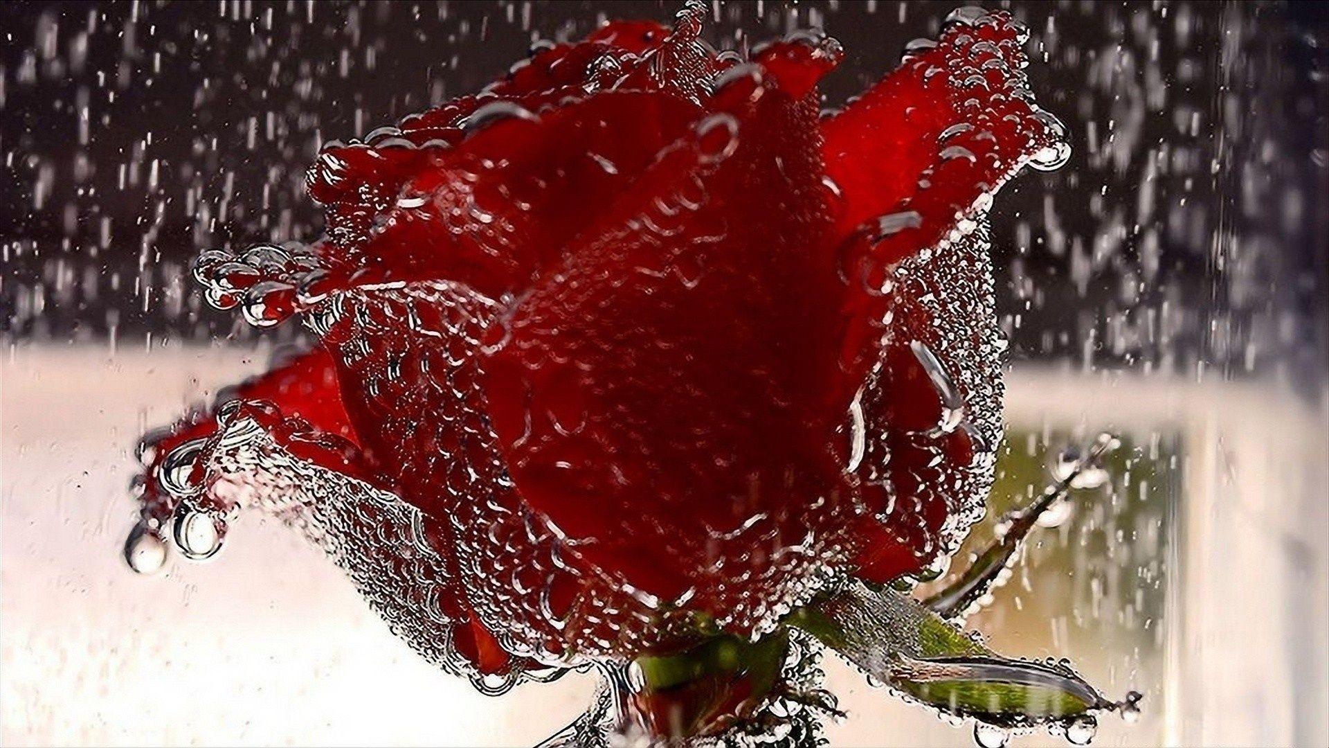 Single Red Rose Wallpapers Wallpaper Cave
