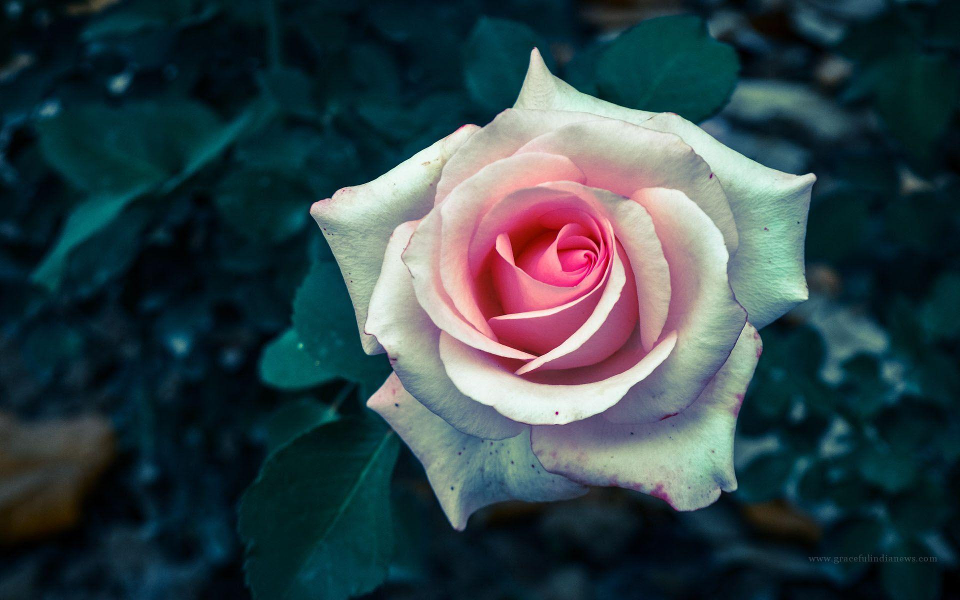 Wallpapers Of Rose Flower Wallpaper Cave