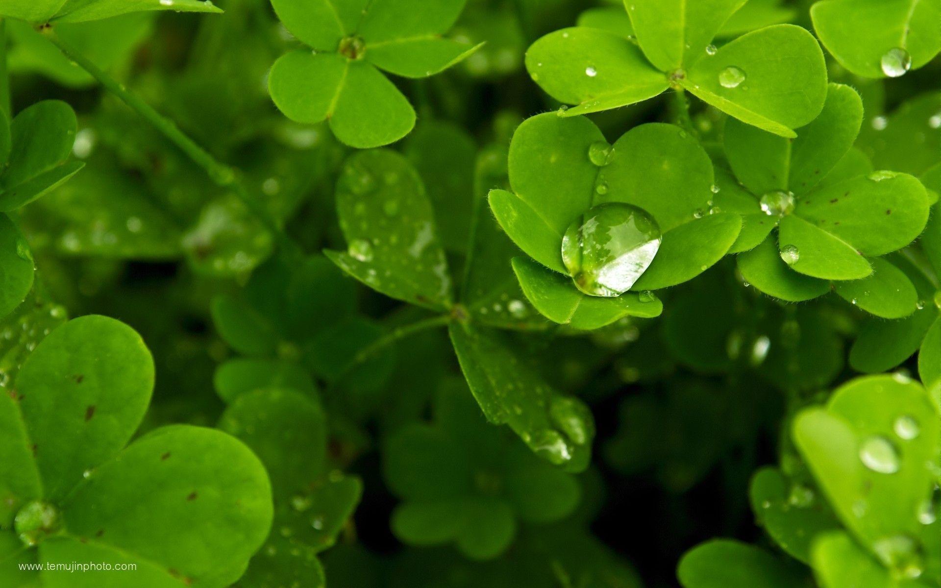 Shamrock Desktop Wallpapers Wallpaper Cave