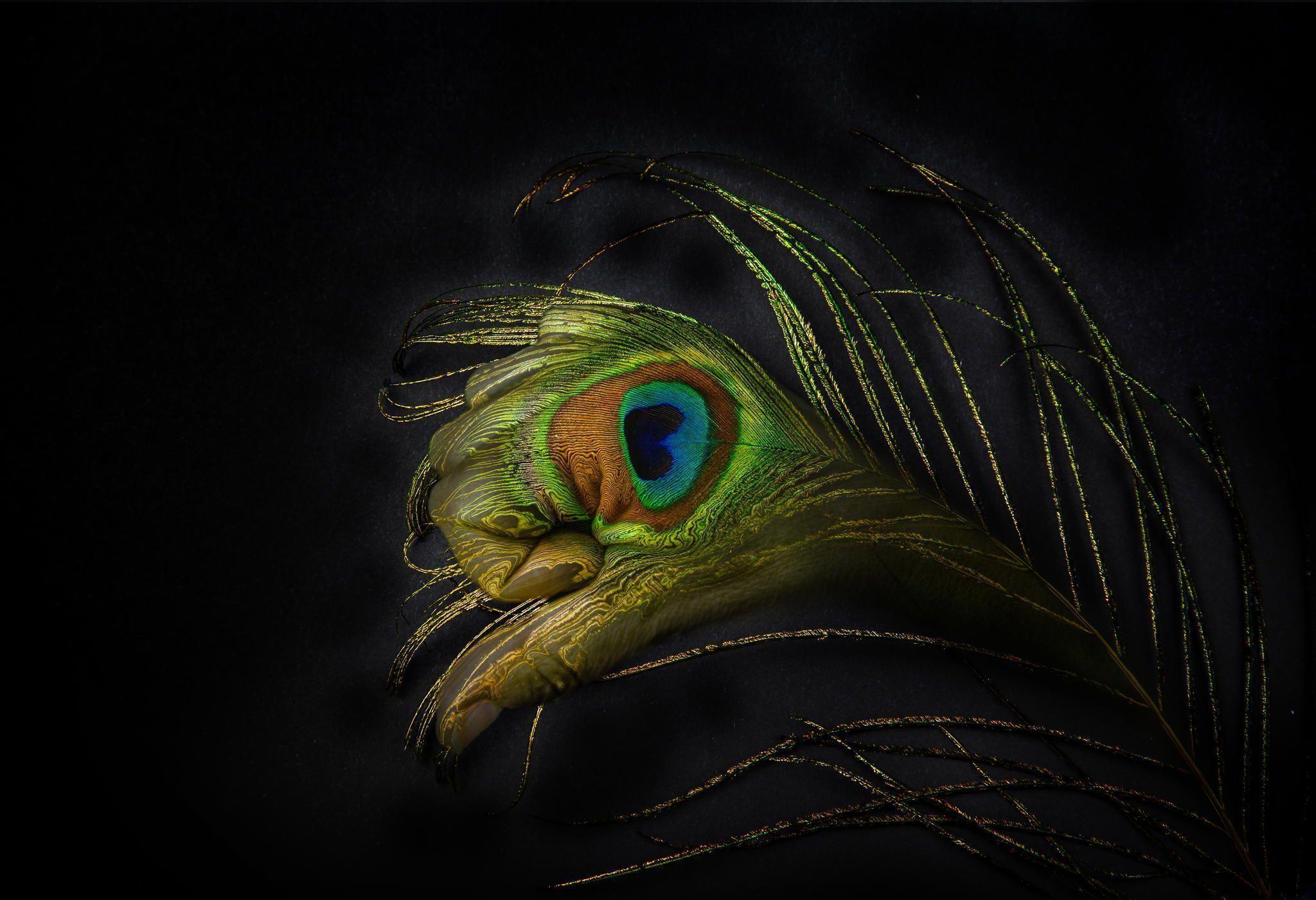 Peacock Feather Backgrounds Wallpaper Cave