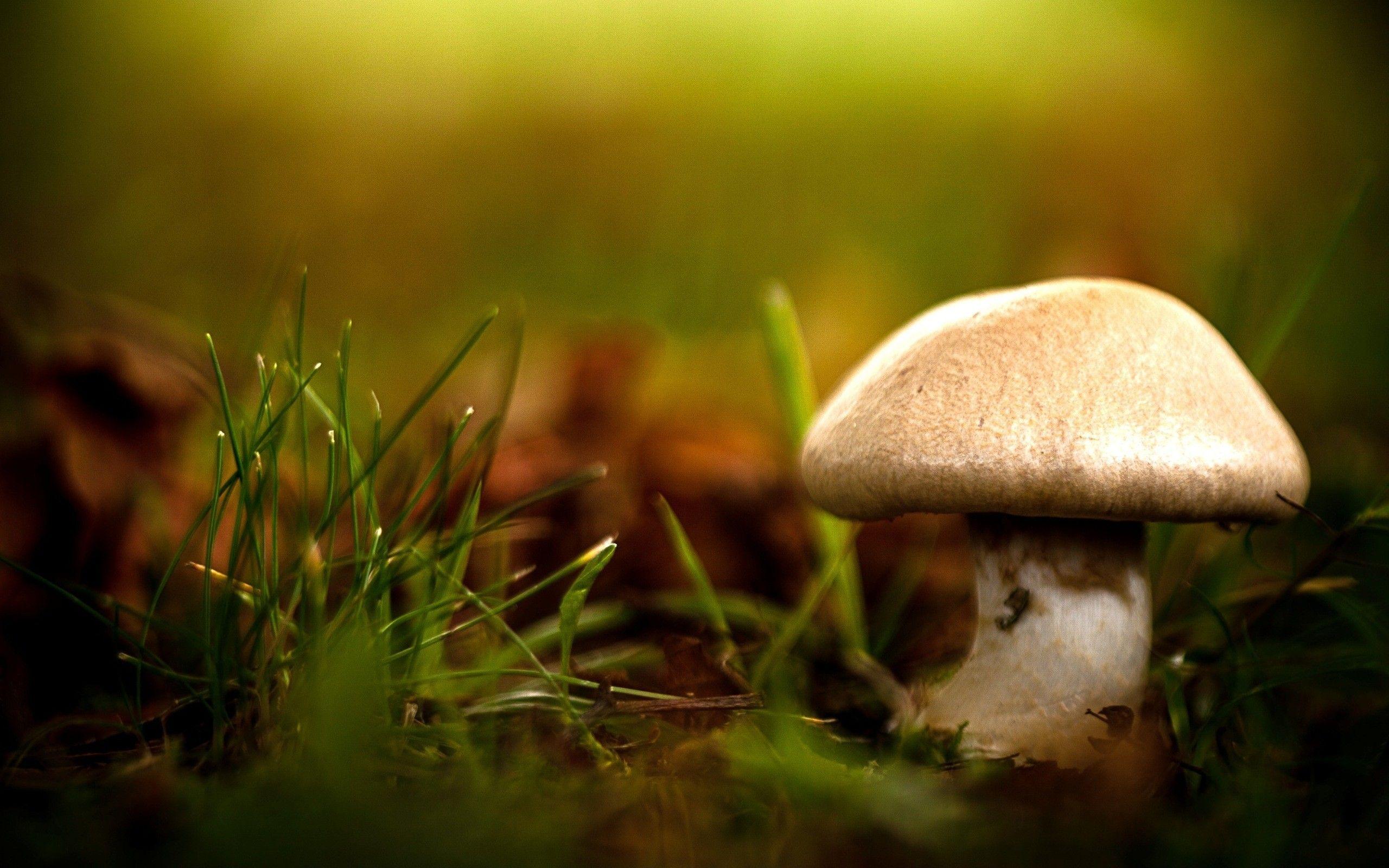 Mushroom Wallpapers Wallpaper Cave